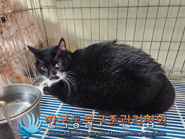 종료(입양) 한국 …